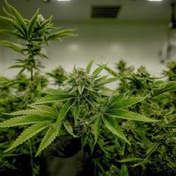 Cannabis Overwatering Signs: What Every Grower Should Know