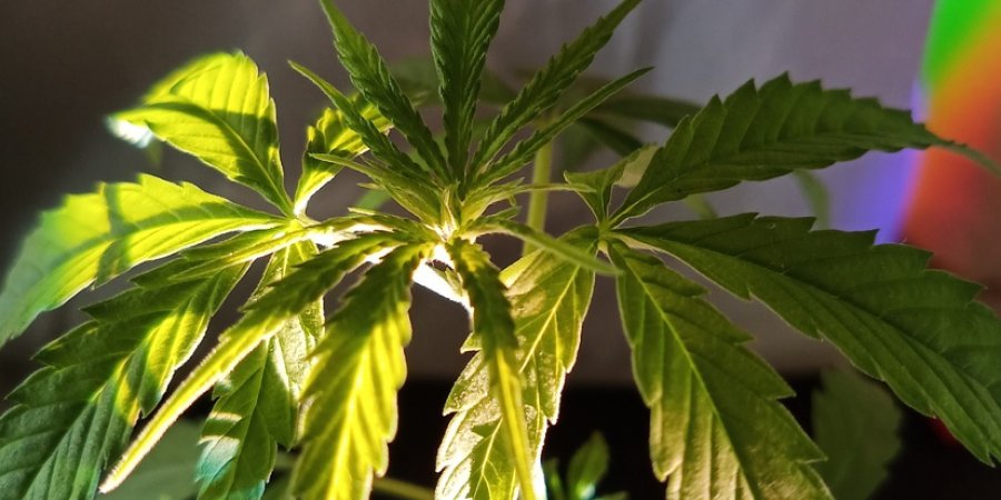 Cannabis Leaves: Understanding Yellowing and Brown Spots