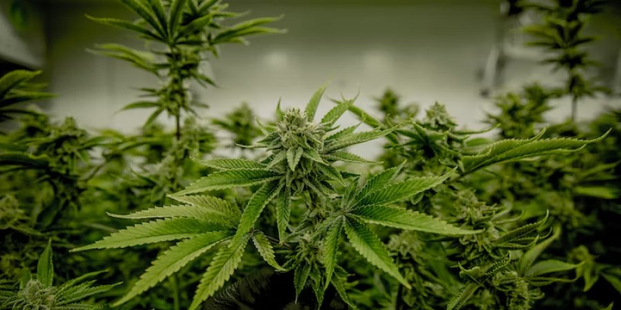 Cannabis Overwatering Signs: What Every Grower Should Know