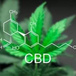 The Role Of Terpenes In CBD – Are They Important?