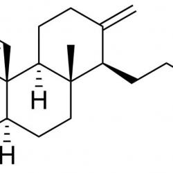 What Are CBD Terpenes? Read CBD Facts